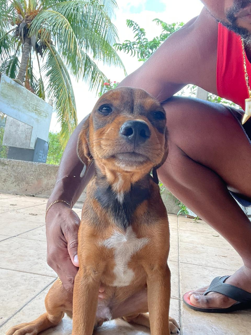Chiens à adopter